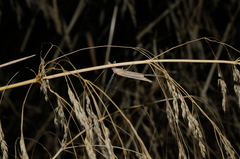 Oecanthus dulcisonans