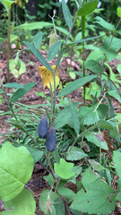 Crotalaria sagittalis