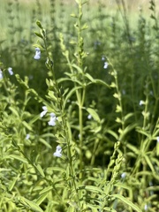 Salvia reflexa
