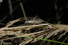 Oecanthus dulcisonans