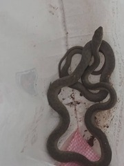 Serpentes