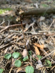 Pyrola chlorantha