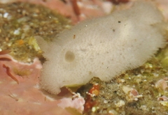 Atagema alba