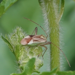 Adelphocoris
