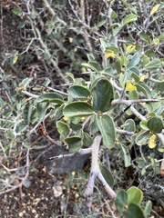 Ceanothus