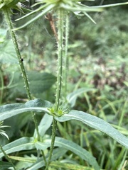 Dipsacus laciniatus