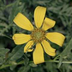 Engelmannia peristenia