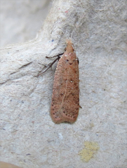 Dichomeris ventrellus