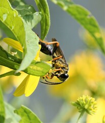 Sphex nudus