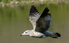 Larus delawarensis
