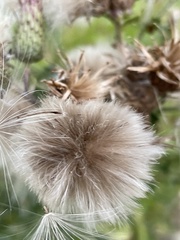 Cirsium arvense