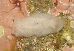 Atagema alba