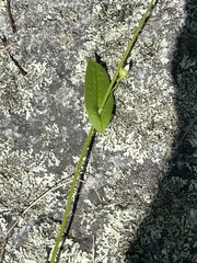 Persicaria sagittata