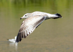 Larus delawarensis