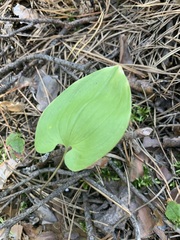 Maianthemum bifolium