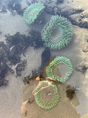 Anthopleura xanthogrammica