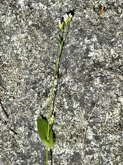 Persicaria sagittata