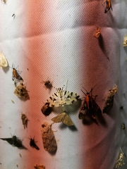 Noctuoidea