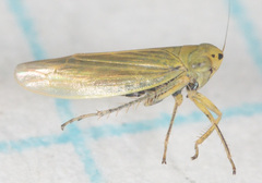 Cicadula subcupraea