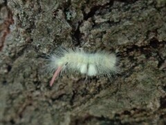 Calliteara pudibunda