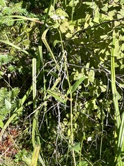 Persicaria sagittata