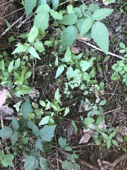Campanula prenanthoides