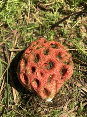 Clathrus crispus