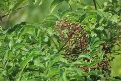 Sambucus canadensis