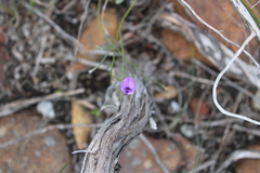 Amphithalea biovulata