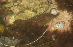 Gymnothorax mordax