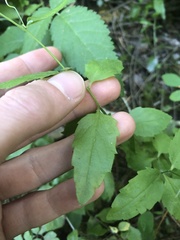 Campanula prenanthoides