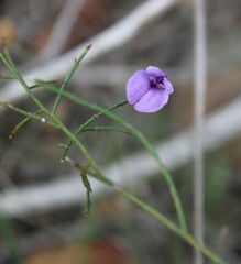 Amphithalea biovulata