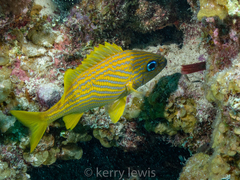 Haemulon flavolineatum