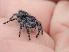 Phidippus borealis