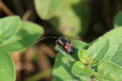 Adelphocoris seticornis