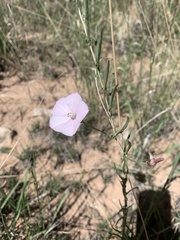 Convolvulus