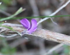 Amphithalea biovulata