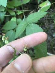 Campanula prenanthoides