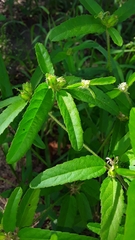 Croton glandulosus