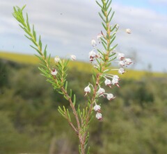 Erica rubiginosa