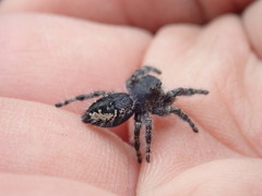 Phidippus borealis