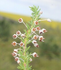 Erica rubiginosa