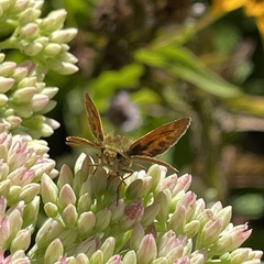 Ochlodes sylvanoides