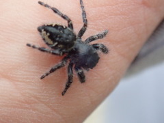 Phidippus borealis