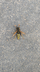 Polistes dominula