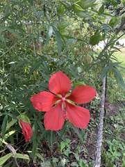 Hibiscus coccineus