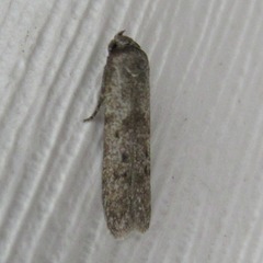 Blastobasis glandulella