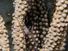 Periclimenes rathbunae