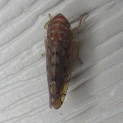 Osbornellus clarus