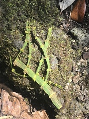 Korthalsella complanata